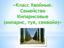 Презентация по биологии на тему: Класс Хвойные. Семейство Кипарисовые (кипарис, туя, секвойя) (6 класс)