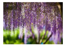 Презентация по русскому языку на тему: Имя прилагательное 3 класс