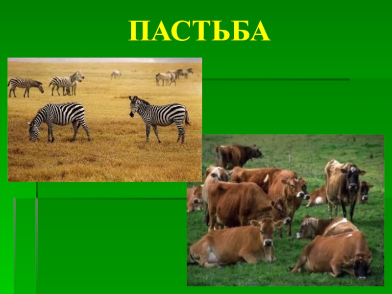 Презентация на тему взаимосвязь компонентов биоценоза и их приспособленность друг к другу 7 класс