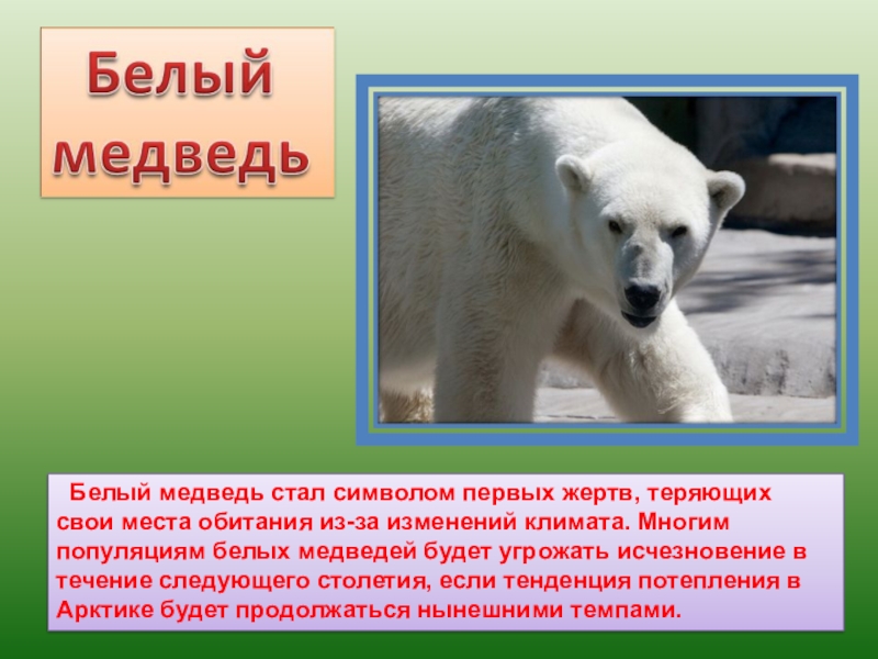 На территории какого государства обитает белый медведь. Белый медведь обитание. Место обитания белого медведя. Приспособленность белого медведя. Местообитание белого медведя.