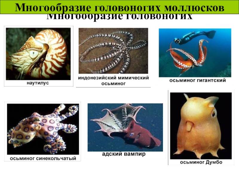 Презентация на тему моллюски 7 класс