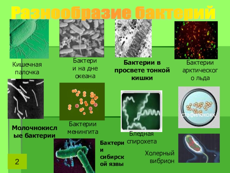 Сделайте вывод о разнообразии форм тела бактерий. Цианобактерии железобактерии серобактерии. Разнообразные формы бактерий. Царство бактерий формы. Виды микроорганизмов.