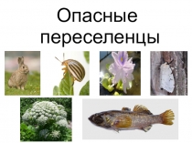 Презентация по общей биологии ( 9 - 11 класс )