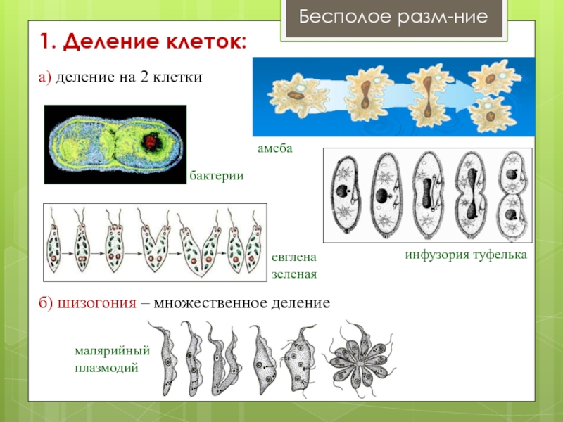 Соотнеси изображения организмов и их виды бесполого размножения