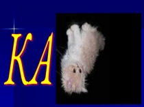 Презентация внеклассного мероприятия Ребусы