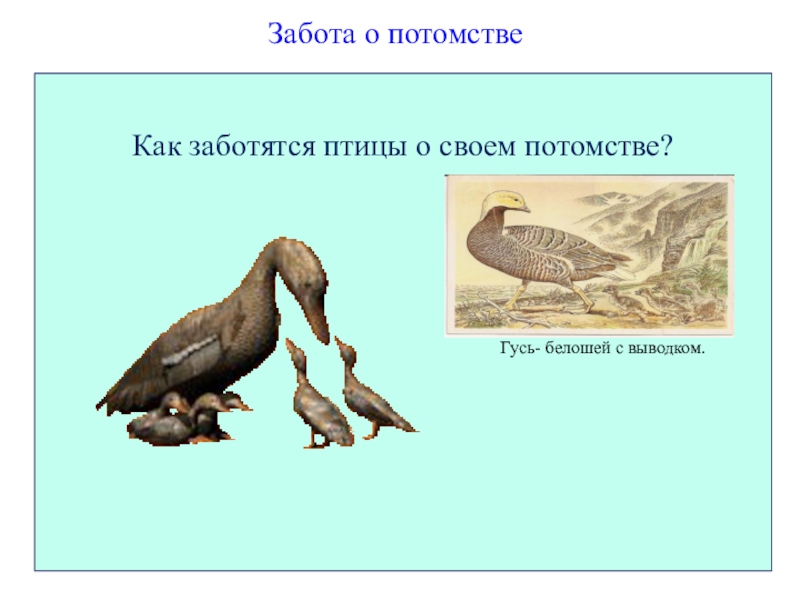 Как птицы заботятся о своем потомстве 7 класс проект