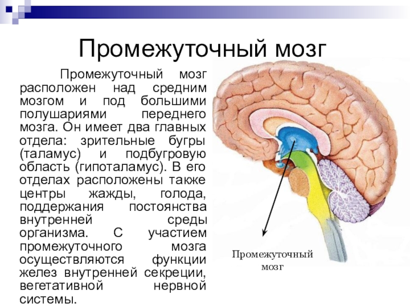 Промежуточная по биологии 8. Функции гипоталамуса промежуточного мозга. Промежуточный отдел головного мозга строение. Промежуточный мозг анатомия строение. Гипоталамус это отдел промежуточного мозга.