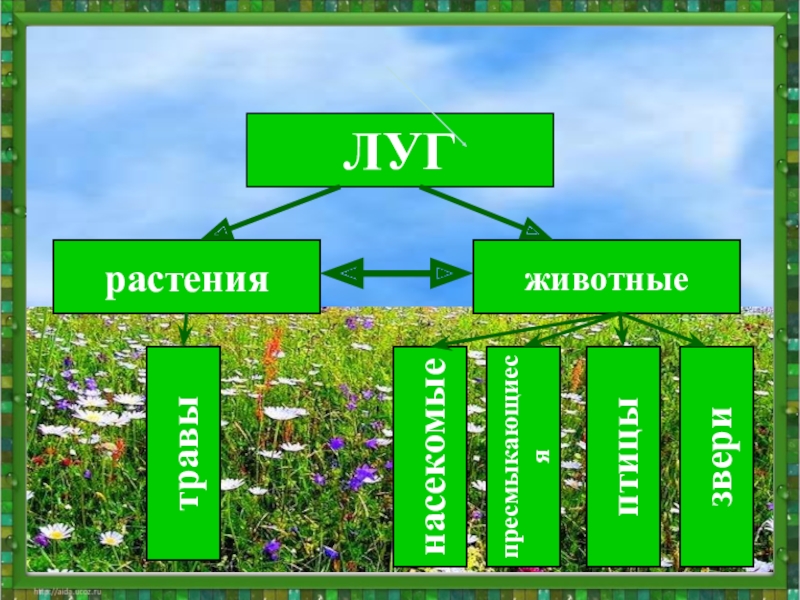 Луг проект по окружающему миру 4 класс