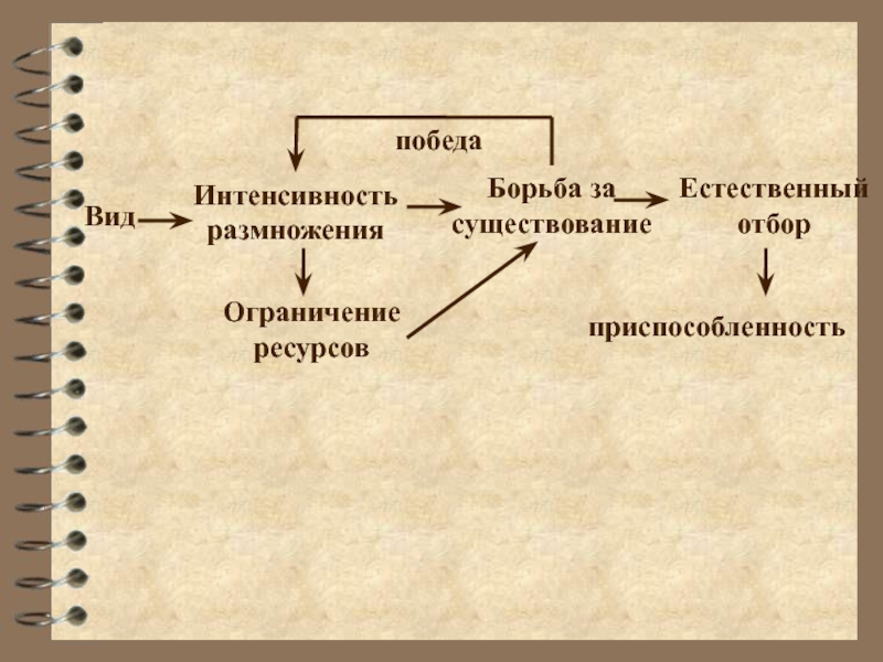 Интенсивность размножения и ограниченность ресурсов