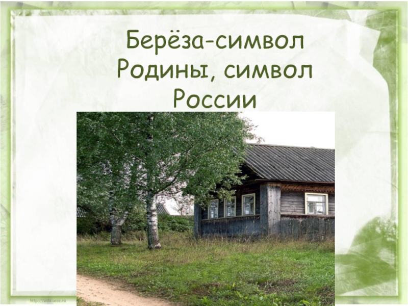 Символ родины. Белоствольная береза символ Родины моей. Презентация белоствольная береза символ Родины моей. Символы Родины фото с z.