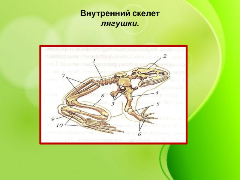 Внутренний скелет. Скелет лягушки 7 класс биология. Биология 7 кдласс скилет лягушк и. Опорно двигательная система лягушки скелет. Строение опорно двигательной системы лягушки.