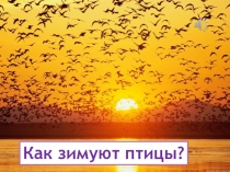 Презентация по биологии на тему  Как зимуют птицы 7 класс