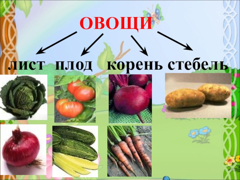 Примеры культурных растений окружающий мир 2 класс. Овощные культурные растения. Части культурных растений. Овощные растения названия. Плоды овощных растений.