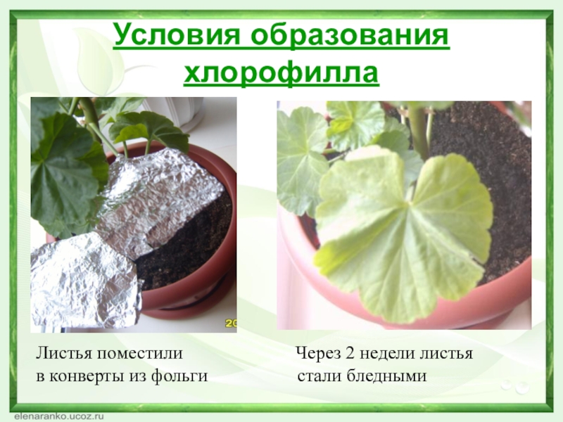 Хлорофилл в жизни растения. Условия образования хлорофилла. Условия образования хлорофилла в растении. Образование хлорофилла в листьях растений. Выделение хлорофилла из листьев растений.
