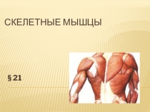 Презентация по биологии на тему Скелетные мышцы, их строение и функции