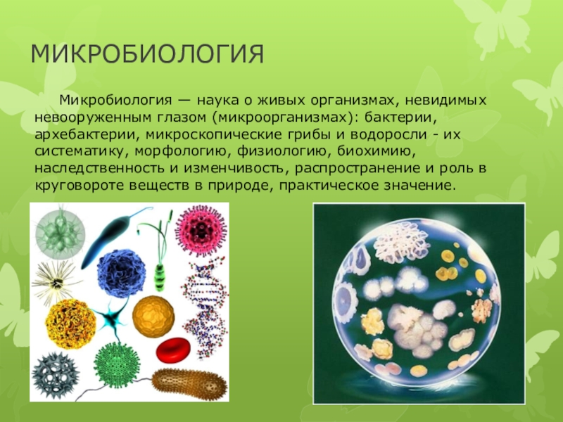 Жива культура бактерии. Микробиология это наука. Микробиология это наука изучающая. Микробиология презентация. Презентация по микробиологии.