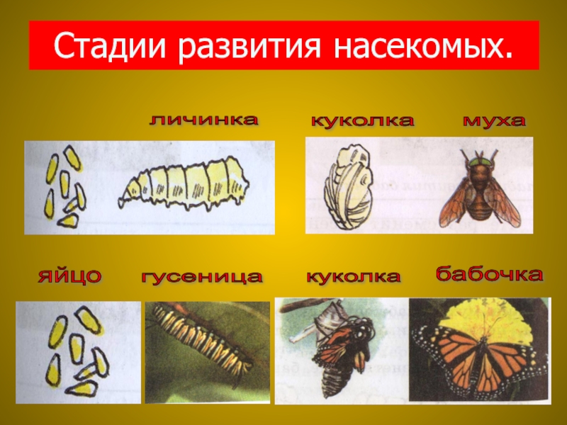 Стадия развития куколка характерна для. Развитие насекомых. Этапы развития насекомых. Стадия формирования насекомого. Названия стадий развития насекомых.