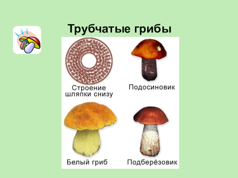 Чем трубчатые грибы отличаются от пластинчатых. Грибы Шляпочные и трубчатые. Подосиновик трубчатый или пластинчатый гриб. Трубчатые грибы 2) пластинчатые грибы. Трубчатые грибы и пластинчатые грибы отличия.