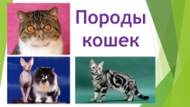 Презентация Породы кошек для внеурочной деятельности ( в рамках рабочей программы по ВД Юный биолог)