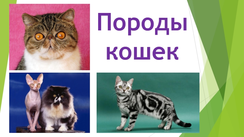 Презентация Презентация Породы кошек для внеурочной деятельности ( в рамках рабочей программы по ВД Юный биолог)