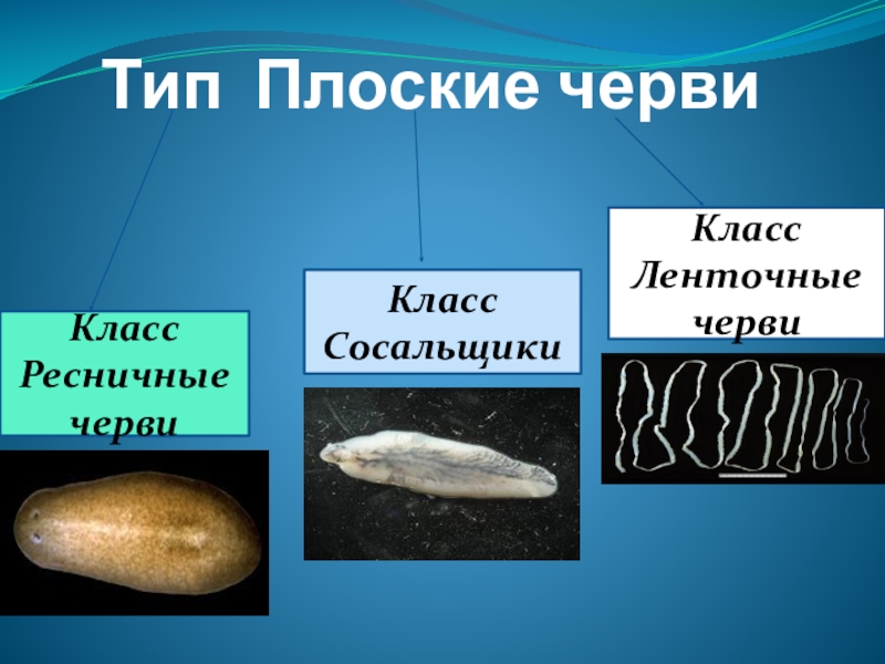 Презентация Презентация по биологии на темуТип Плоские черви