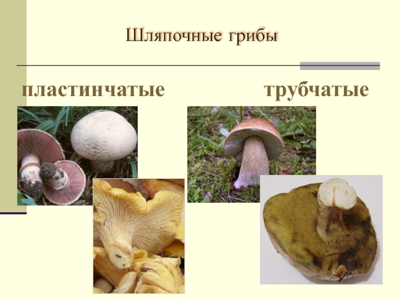 Презентация грибы 5 класс фгос пасечник презентация