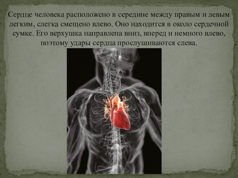 Между правым. Сердце человека расположено. Сердце находится в середине. Сердце расположено по середине. Сердце смещено влево.