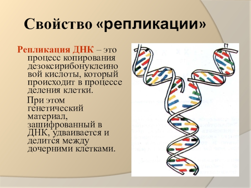 Днк это какие данные. Репликация самоудвоение ДНК. Свойства репликации ДНК. Репликация ДНК биология. Репликация и репарация ДНК.