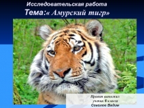 Презентация к исследовательской работе Соколова Вадима Амурский тигр