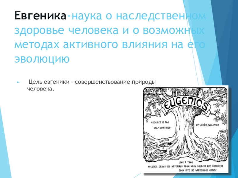 Евгеника. Евгеника наука. Евгеника псевдонаука. Евгеника это наука изучающая.