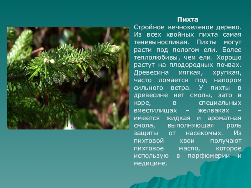 Пихта описание. Пихта вечнозеленое. Характеристика пихты. Пихта характеристика дерева. Сообщение о пихте.