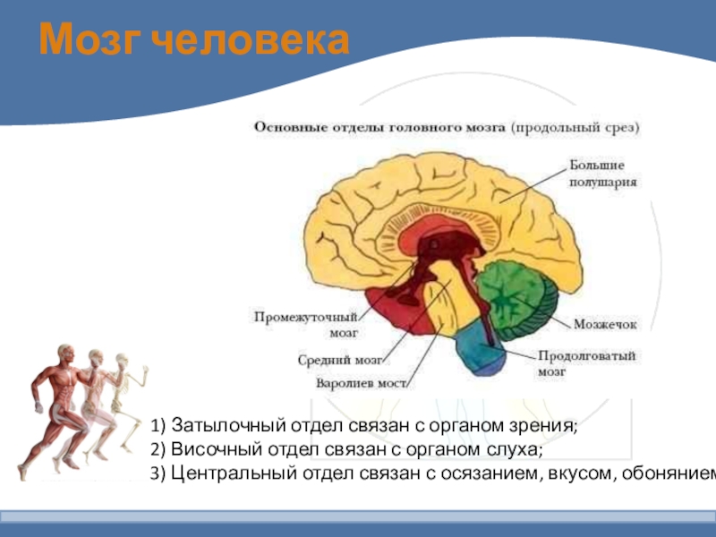 3 мозга. Мозг и его отделы. Мозг человека и его отделы. Мозг человека 3 класс. Мозг человека презентация 3 класс.