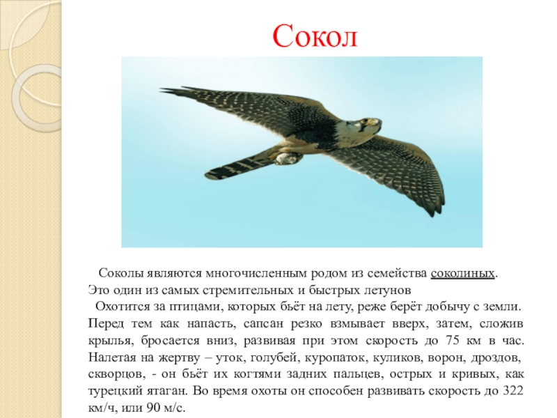 Соколы кратко. Доклад о Соколе 3 класс. Сообщение о Соколе 3 класс окружающий мир. Сокол описание. Сокол описание для детей.