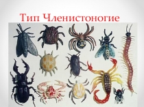 Презентация по биологии на тему: Класс Ракообразные (7 класс)