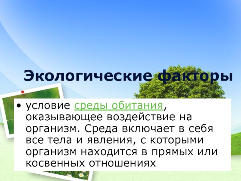 Какое влияние оказывают условия среды. Экологические факторы. Экологические условия среды. Содержания факторы экологии. Урок по теме экология экологические факторы.