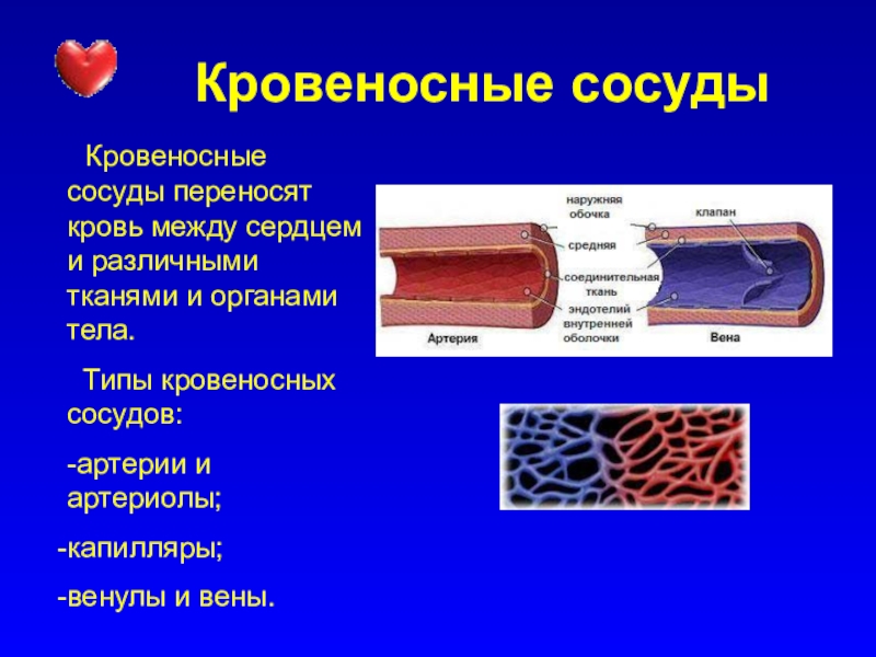 Ткань образующая. Сосуды их строение и функции. Артерия Вена капилляр эндотелий. Стенки кровеносных сосудов. Строение кровеносных сосудов.