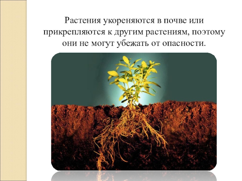 Чем папоротники прикрепляются к почве. Растения защищаются. Как растения защищаются от врагов. Прикреплен к субстрату растения. Прикрепляются к почве с помощью.