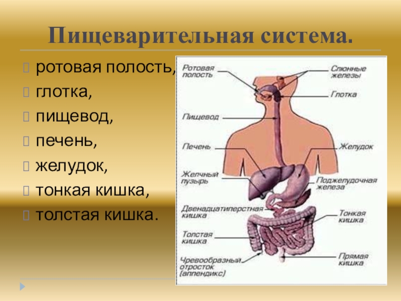 В какую систему органов входит пищевод. Органы пищеварения. Органы пищеварения человека. Ротовая полость глотка пищевод желудок. Система органов пищеварения человека.
