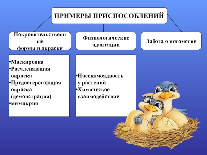 Забота о потомстве 9 класс биология презентация