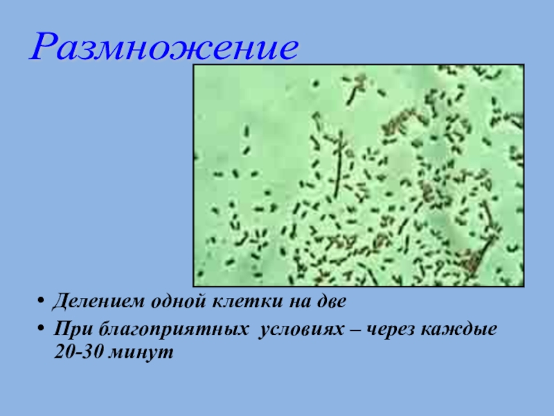 Главные особенности бактерий 6 класс география. Бактерии 6 класс. Бактерии 6 класс биология. Бактерии урок презентация 6 класс. Презентация бактерии 6 класс биология.