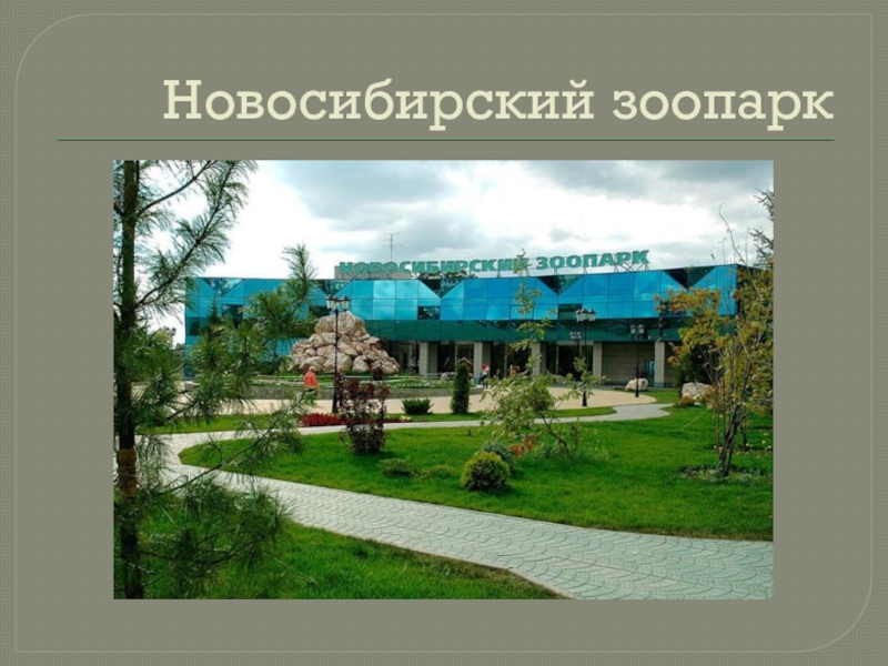 Зоопарк новосибирск рисунок