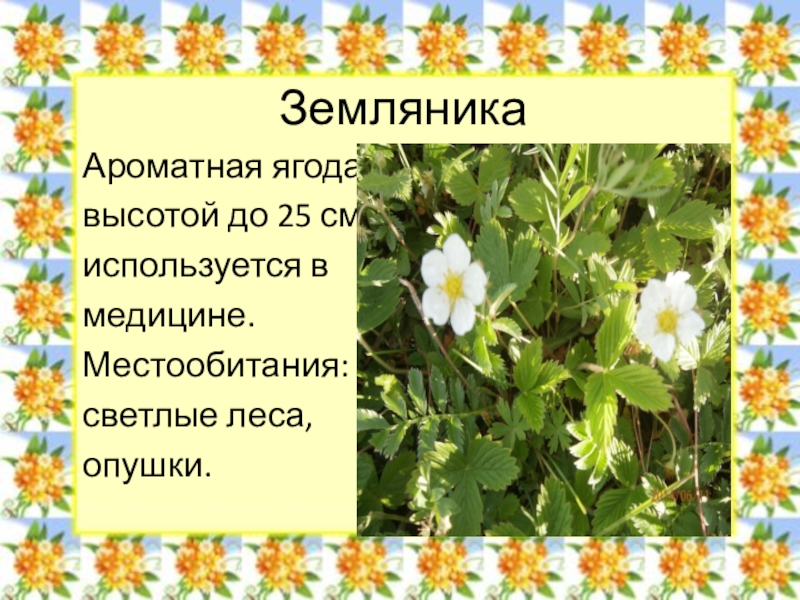 ЗемляникаАроматная ягодавысотой до 25 смиспользуется в медицине.Местообитания:светлые леса, опушки.