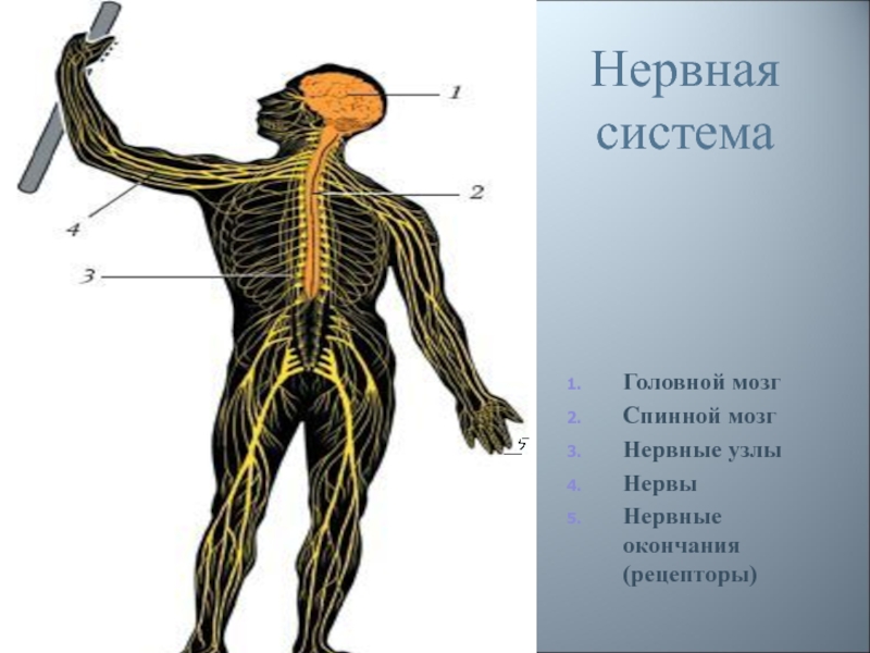 Нервный узел где. Нервные узлы. Нервная система человека. Нервы и нервные узлы. Ганглии нервной системы человека.