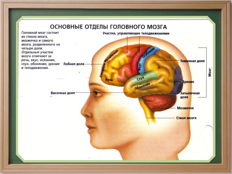Мозг находится в голове. Строение головного мозга. Отделы и части головного мозга. Изображение головного мозга человека. Основные отделы мозга.