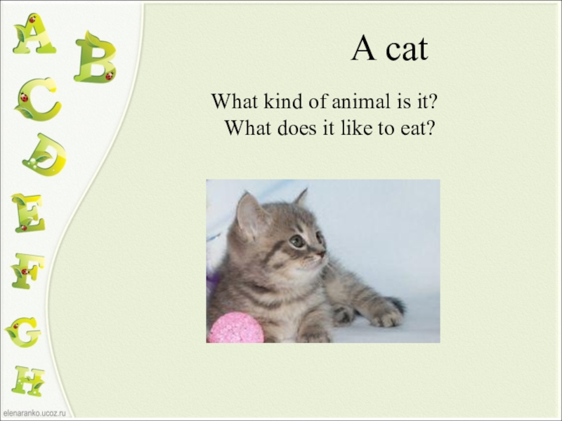 Do you like animals. Презентация Cats на английском языке. What do animals like to eat карточка. What animals eat. What do animals eat.