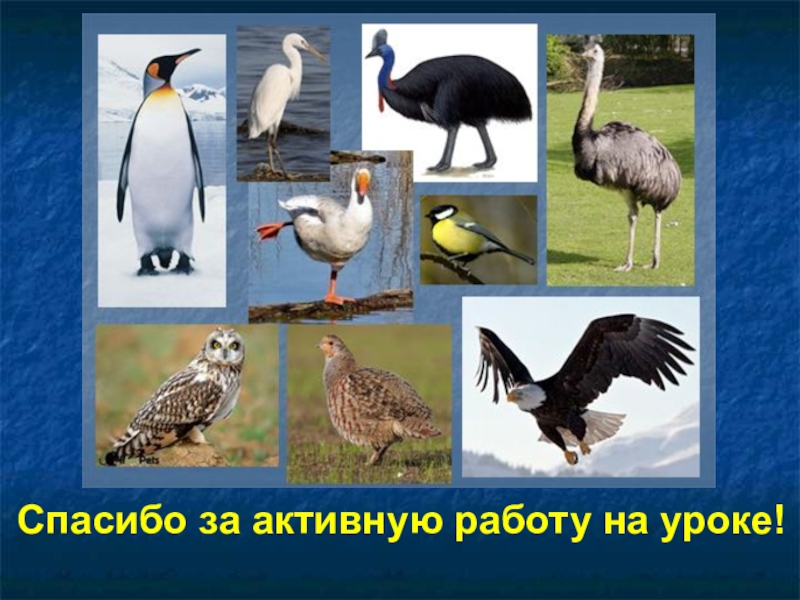 Урок класс птицы. Отряды птиц. Отряды птиц птиц. Отряды птиц презентации. Отряды птиц 7 класс.