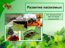 Презентация по предмету Защита растений на тему Развитие насекомых