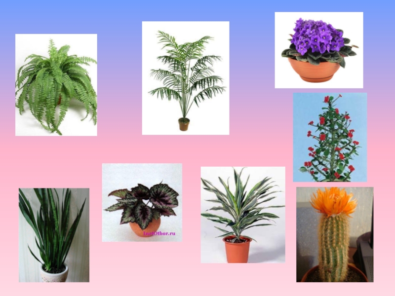 Найти название по фотографии с телефона растения