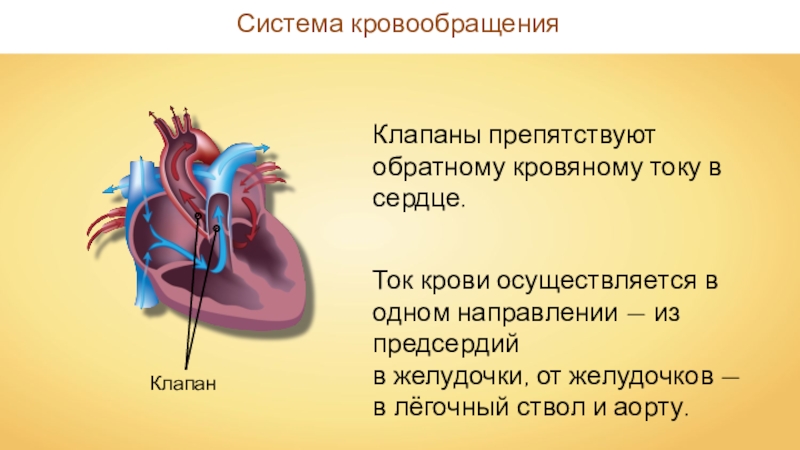 Обратный ток крови в венах. Сердце орган кровообращения. Система кровообращения сердца. Строение сердца человека. Движение крови из предсердия в желудочек.