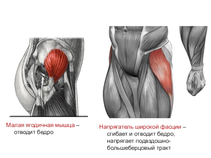 Сгибатели бедра анатомия